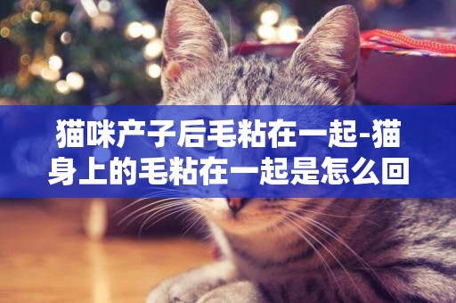 貓咪產子后毛粘在一起-貓身上的毛粘在一起是怎么回事