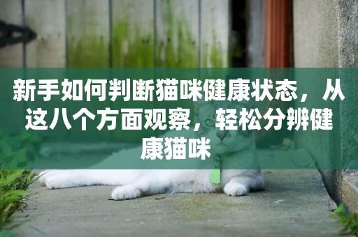 新手如何判斷貓咪健康狀態，從這八個方面觀察，輕松分辨健康貓咪 