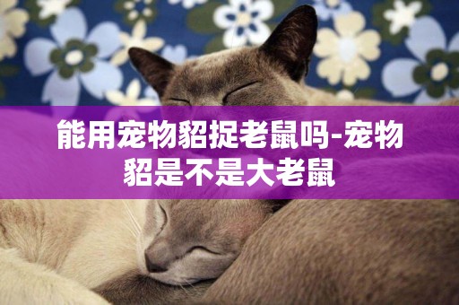 能用寵物貂捉老鼠嗎-寵物貂是不是大老鼠
