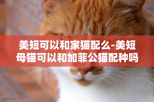 美短可以和家貓配么-美短母貓可以和加菲公貓配種嗎