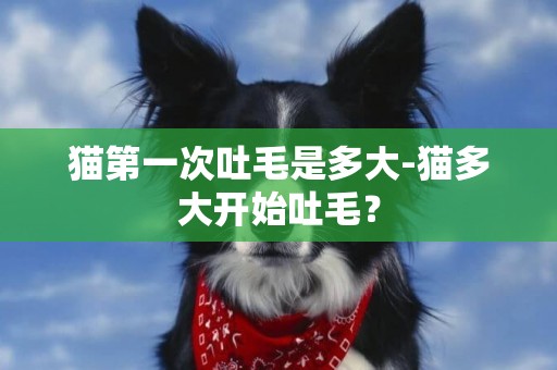 貓第一次吐毛是多大-貓多大開始吐毛？