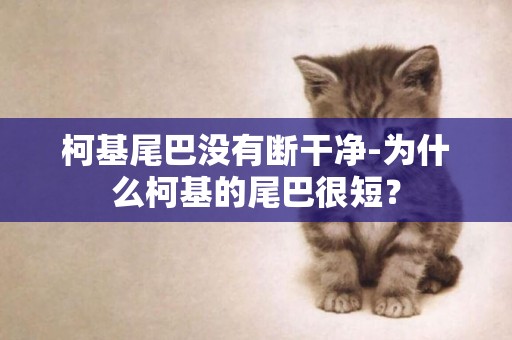 柯基尾巴沒有斷干凈-為什么柯基的尾巴很短？
