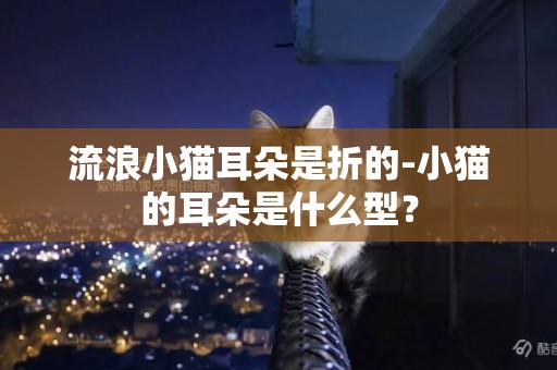 流浪小貓耳朵是折的-小貓的耳朵是什么型？