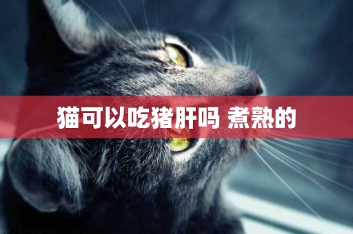 貓可以吃豬肝嗎 煮熟的