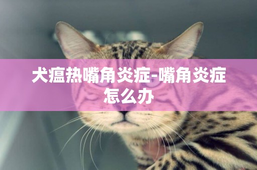 犬瘟熱嘴角炎癥-嘴角炎癥怎么辦