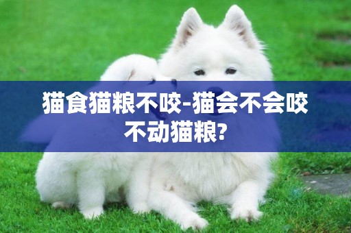 貓食貓糧不咬-貓會不會咬不動貓糧?