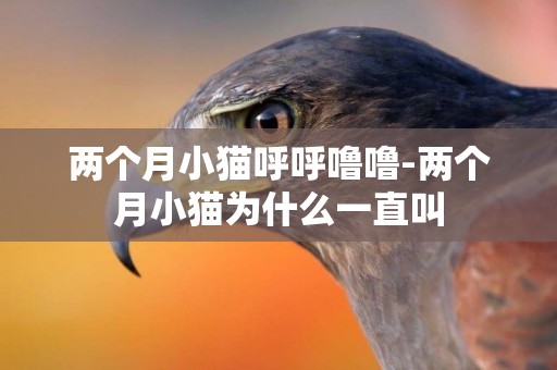 兩個月小貓呼呼嚕嚕-兩個月小貓為什么一直叫