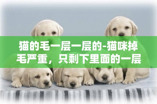 貓的毛一層一層的-貓咪掉毛嚴重，只剩下里面的一層毛