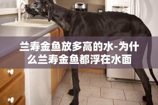 蘭壽金魚放多高的水-為什么蘭壽金魚都浮在水面