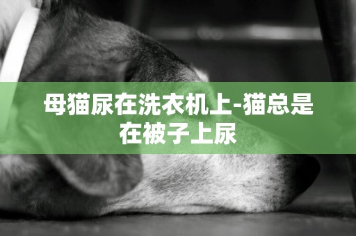 母貓尿在洗衣機上-貓總是在被子上尿