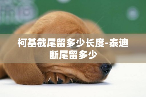 柯基截尾留多少長度-泰迪斷尾留多少