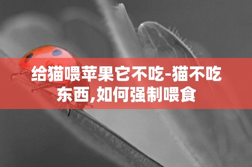 給貓喂蘋果它不吃-貓不吃東西,如何強制喂食