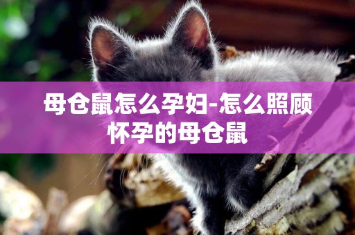 母倉鼠怎么孕婦-怎么照顧懷孕的母倉鼠