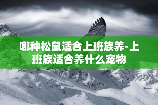 哪種松鼠適合上班族養-上班族適合養什么寵物