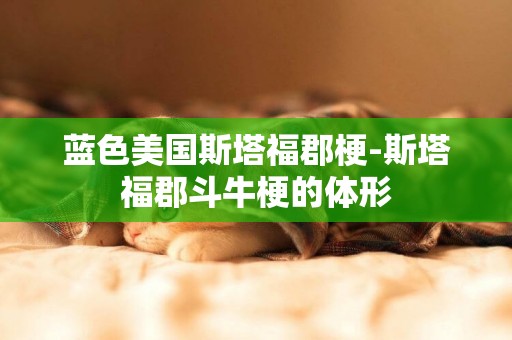 藍色美國斯塔福郡梗-斯塔福郡斗牛梗的體形