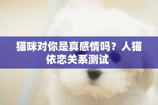 貓咪對你是真感情嗎？人貓依戀關系測試 