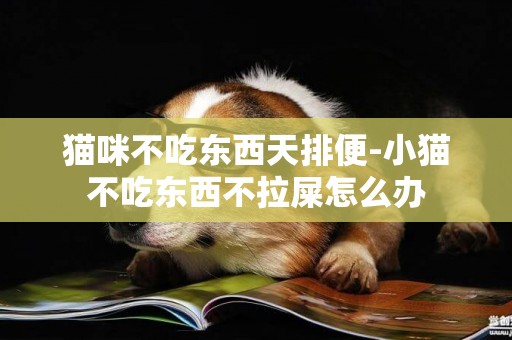 貓咪不吃東西天排便-小貓不吃東西不拉屎怎么辦