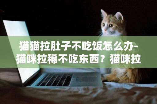 貓貓拉肚子不吃飯怎么辦-貓咪拉稀不吃東西？貓咪拉稀不吃飯怎么辦？