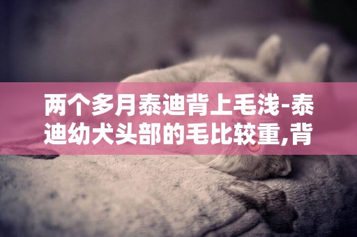 兩個多月泰迪背上毛淺-泰迪幼犬頭部的毛比較重,背上的毛比較淺怎么回事