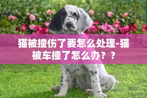 貓被撞傷了要怎么處理-貓被車撞了怎么辦？？