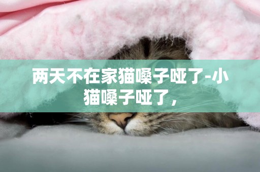兩天不在家貓嗓子啞了-小貓嗓子啞了，
