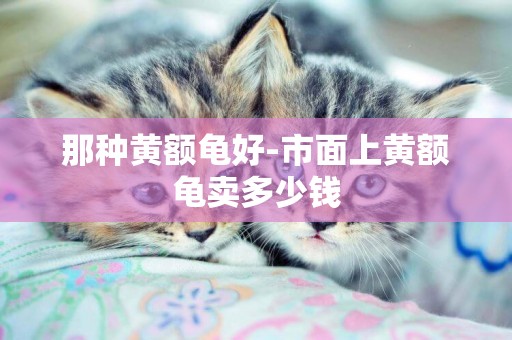 那種黃額龜好-市面上黃額龜賣多少錢