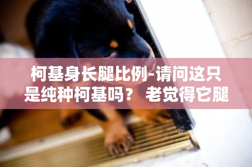 柯基身長腿比例-請問這只是純種柯基嗎？ 老覺得它腿是不是長了點 還是長大后腿就短了？