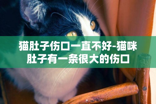 貓肚子傷口一直不好-貓咪肚子有一條很大的傷口