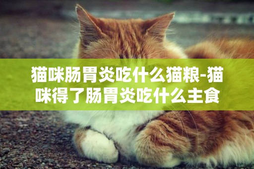 貓咪腸胃炎吃什么貓糧-貓咪得了腸胃炎吃什么主食