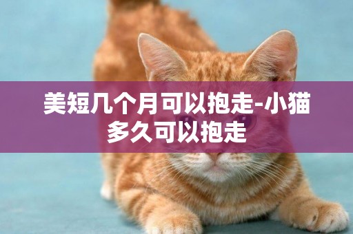 美短幾個月可以抱走-小貓多久可以抱走