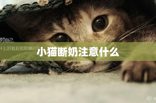 小貓斷奶注意什么