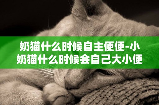 奶貓什么時候自主便便-小奶貓什么時候會自己大小便啊~~~