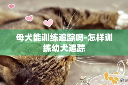 母犬能訓練追蹤嗎-怎樣訓練幼犬追蹤