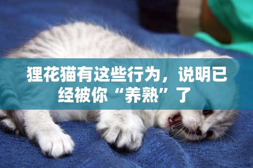 貍花貓有這些行為，說明已經被你“養熟”了 