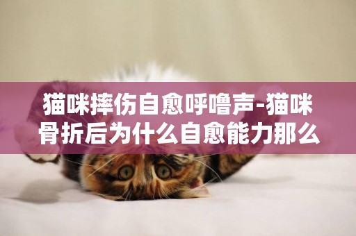 貓咪摔傷自愈呼嚕聲-貓咪骨折后為什么自愈能力那么強