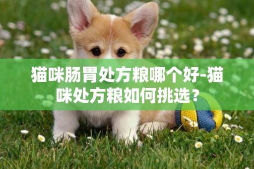 貓咪腸胃處方糧哪個好-貓咪處方糧如何挑選？