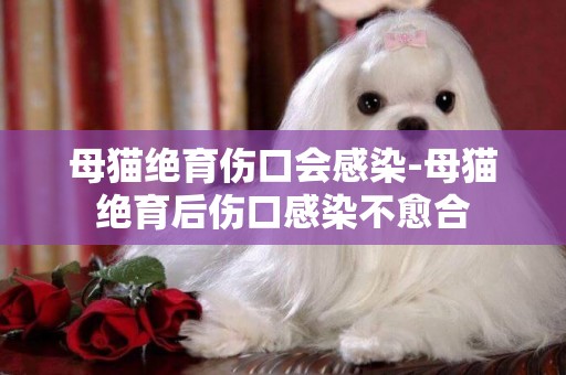 母貓絕育傷口會感染-母貓絕育后傷口感染不愈合