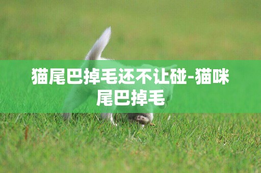 貓尾巴掉毛還不讓碰-貓咪尾巴掉毛
