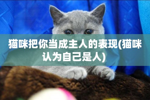 貓咪把你當成主人的表現(貓咪認為自己是人) 