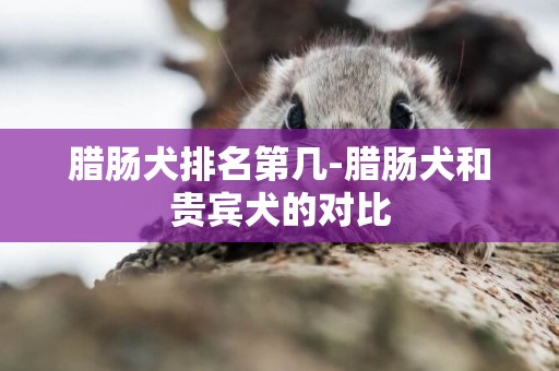 臘腸犬排名第幾-臘腸犬和貴賓犬的對比