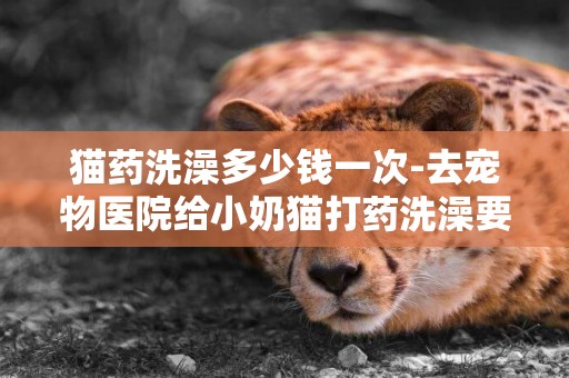 貓藥洗澡多少錢一次-去寵物醫院給小奶貓打藥洗澡要多少錢？