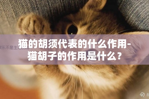 貓的胡須代表的什么作用-貓胡子的作用是什么？