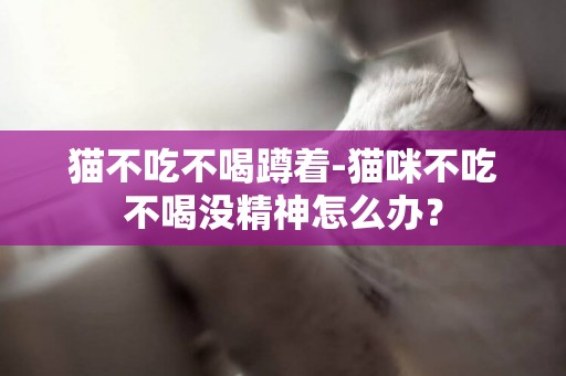 貓不吃不喝蹲著-貓咪不吃不喝沒精神怎么辦？