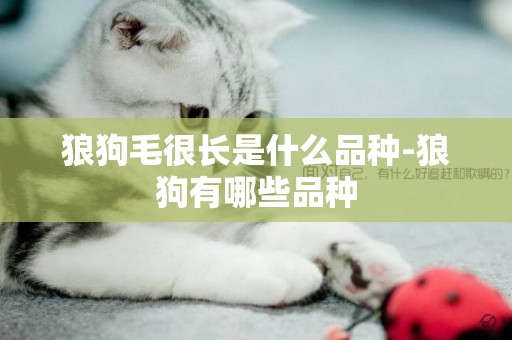 狼狗毛很長是什么品種-狼狗有哪些品種