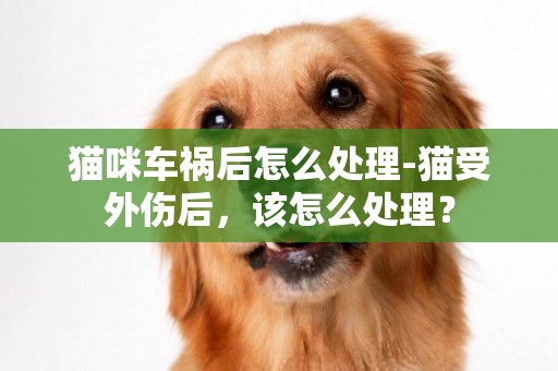 貓咪車禍后怎么處理-貓受外傷后，該怎么處理？