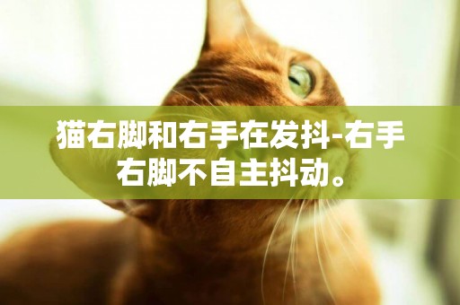 貓右腳和右手在發抖-右手右腳不自主抖動。