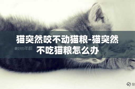 貓突然咬不動貓糧-貓突然不吃貓糧怎么辦