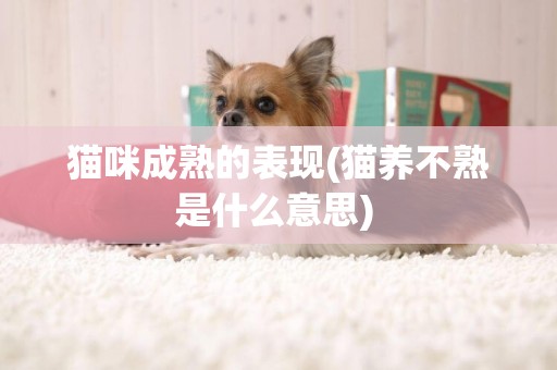 貓咪成熟的表現(貓養不熟是什么意思) 