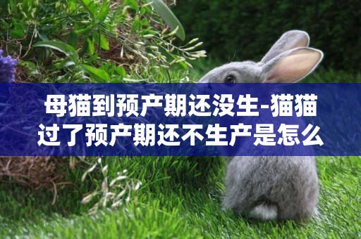 母貓到預產期還沒生-貓貓過了預產期還不生產是怎么回事？