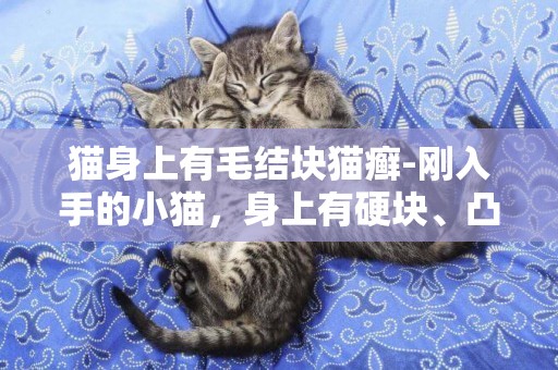 貓身上有毛結塊貓癬-剛入手的小貓，身上有硬塊、凸起，是貓癬嗎？